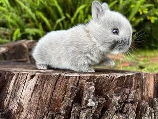 Purebred netherland dwarfs