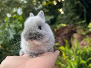 Purebred netherland dwarfs