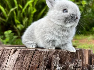 Purebred netherland dwarfs