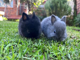purebred Netherland dwarf