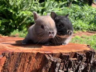 purebred Netherland dwarf