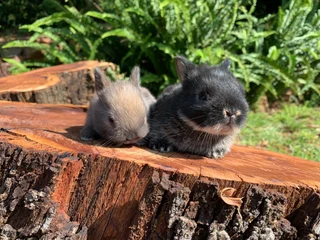 purebred Netherland dwarf