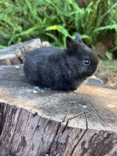 purebred Netherland dwarf