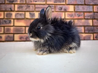 Dwarf angora / jersey wooly