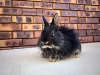 Dwarf angora / jersey wooly