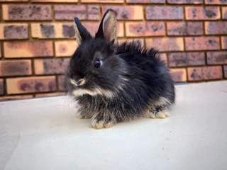 Dwarf angora / jersey wooly
