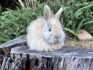 Purebred dwarf angora