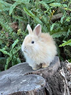 Purebred dwarf angora