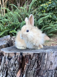 Purebred dwarf angora