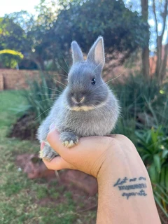 Purebred netherland dwarfs