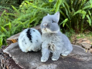 Purebred netherland dwarfs