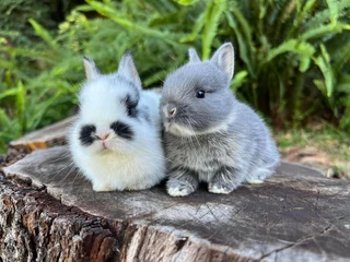 Purebred netherland dwarfs