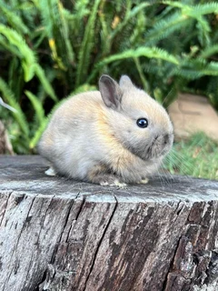 Purebred netherland dwarfs