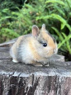 Purebred netherland dwarfs