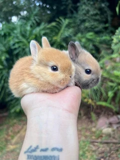 Netherland dwarf bunnies