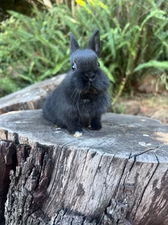 Netherland dwarf boy