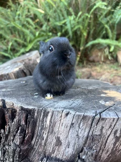 Netherland dwarf boy