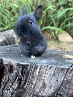 Netherland dwarf boy