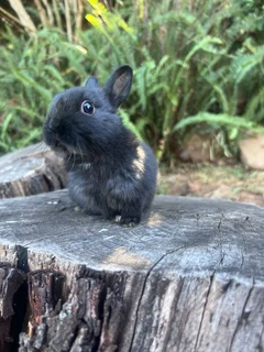 Netherland dwarf boy