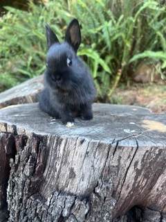 Netherland dwarf boy