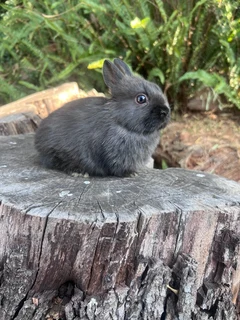 Purebred netherland dwarfs