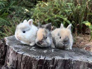 Purebred jersey wooly bunnies