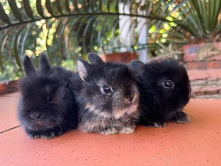 Purebred dwarf angora /jersey wooly bunnies