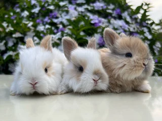 Purebred dwarf angora/ jersey wooly