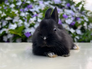 Purebred netherland dwarf boy