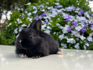 Purebred netherland dwarf boy