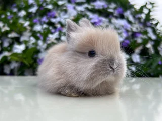 Purebred jersey wooly/dwarf angora