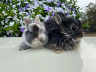 Purebred jersey wooly