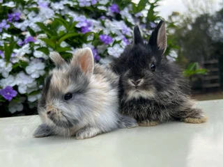 Purebred jersey wooly