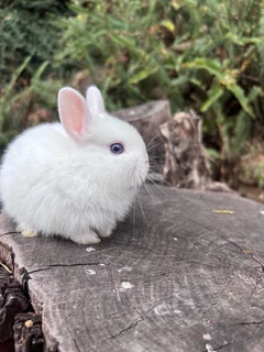 Purebred netherland dwarfs