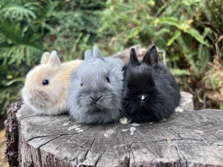 Purebred netherland dwarfs