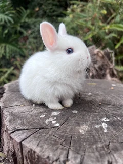 Purebred netherland dwarfs