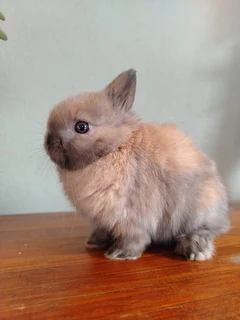 Purebred netherland dwarf