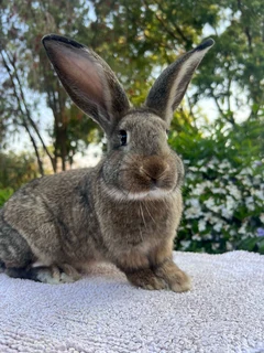 Flemish giant baby rabbits