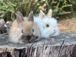 Purebred jersey wooly babies