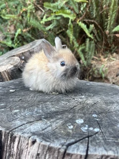 Purebred jersey wooly babies