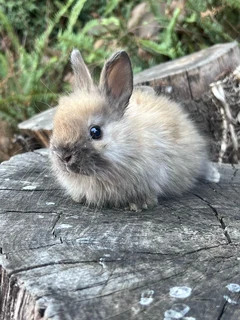 Purebred jersey wooly babies