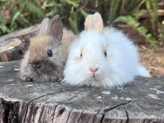 Purebred jersey wooly babies