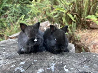 Purebred netherland dwarf babies