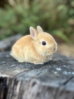 Purebred netherland dwarf bunnies