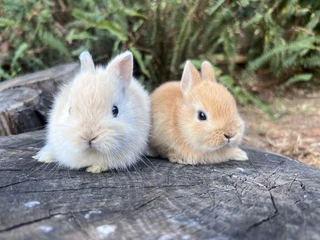Purebred netherland dwarf bunnies