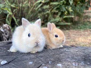 Purebred netherland dwarf bunnies