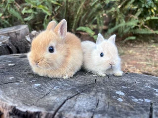 Purebred netherland dwarf bunnies