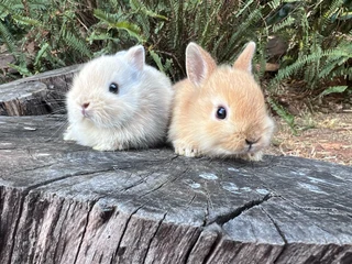Purebred netherland dwarf bunnies