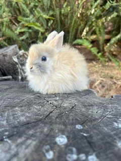 Purebred jersey wooly rabbits