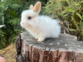 Purebred jersey wooly rabbits